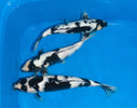 New Koi have arrived!