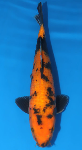 Utsuri