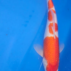 Collection image for: Kohaku