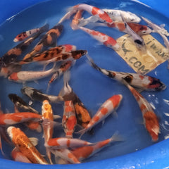 Collection image for: All Koi