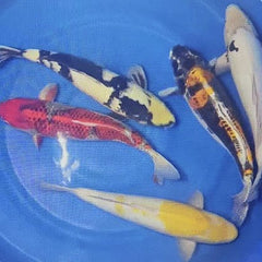 Collection image for: Large Koi