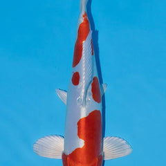 Collection image for: Kikusui