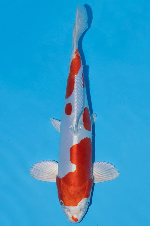 Kikusui