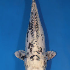 Collection image for: Kikokuryu
