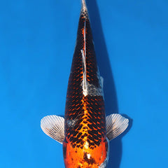 Collection image for: Kudjyaku