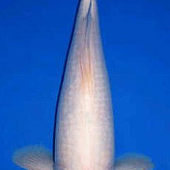 Collection image for: Goromo