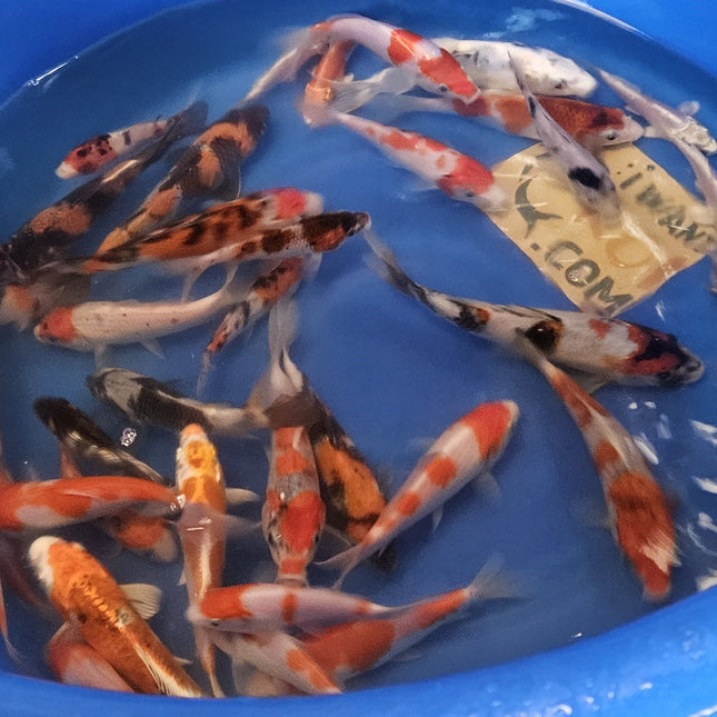 Imported Koi fish 3-5" Miyako mix