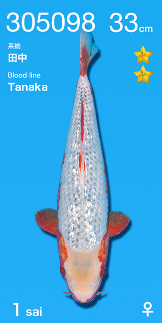 Imported Koi fish 8-9.5" HQ Tanaka Asagi
