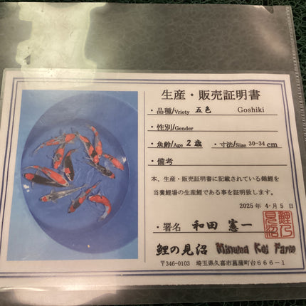 Imported Koi fish 12-13” Odakan HQ Goshiki