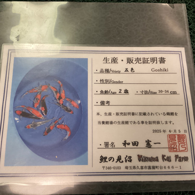 Imported Koi fish 12-13” Odakan HQ Goshiki