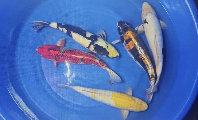 Imported Koi fish 19" - 21" Takatsu Mix