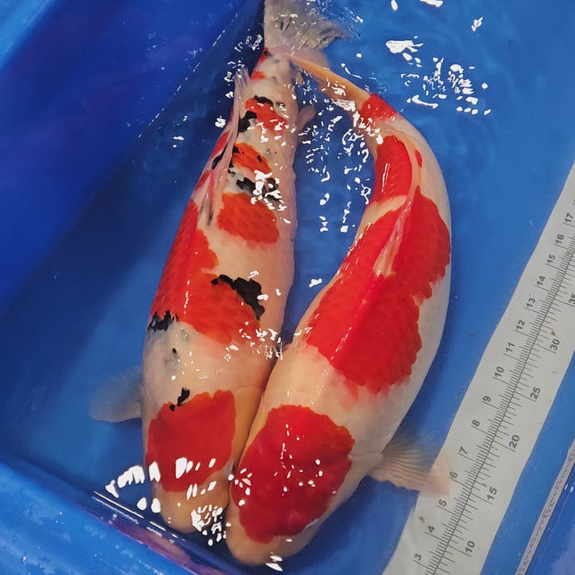 Imported Koi fish - Under 2 years old - JUMBO HQ 24" SAKAI Sanke (017)
