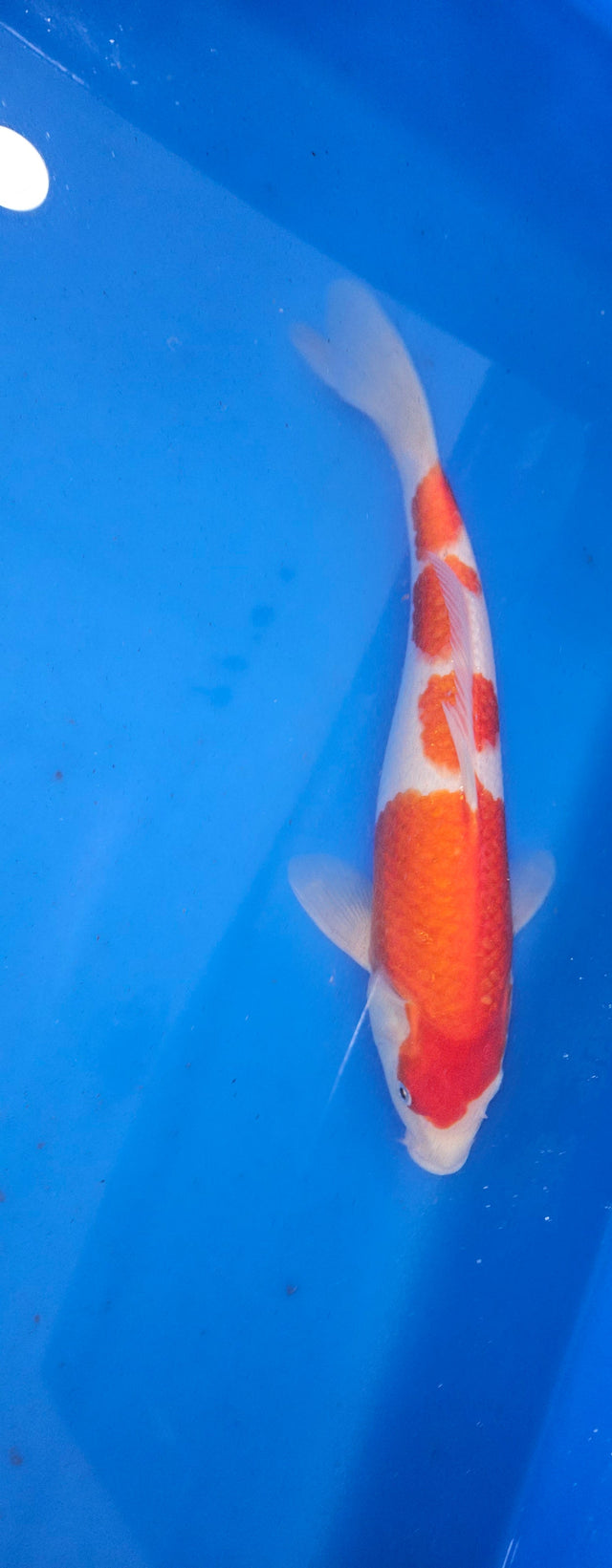 Kohaku