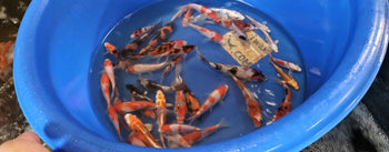 Small Koi
