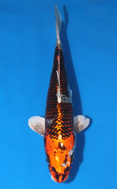 Kudjyaku