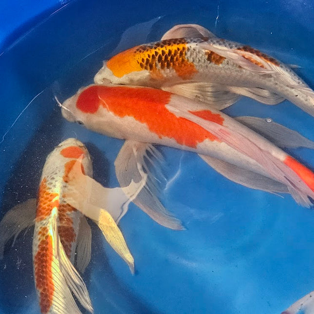 Imported Butterfly Koi Fish - 22" Kohaku