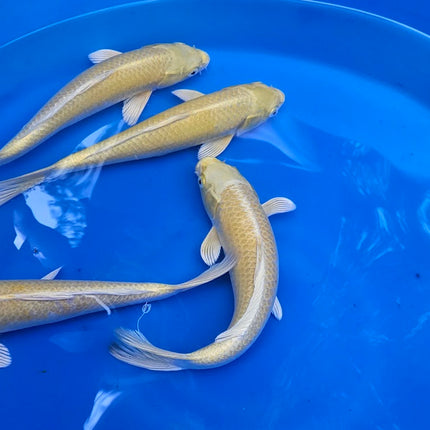 Imported Koi Fish 10-12" Yamabuki