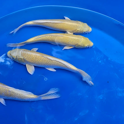 Imported Koi Fish 10-12" Yamabuki