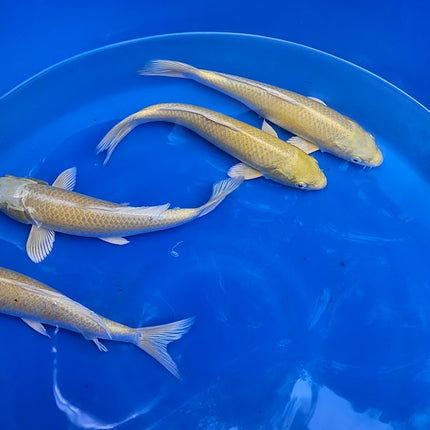 Imported Koi Fish 10-12" Yamabuki