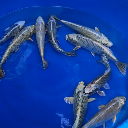 Imported Koi Fish 10-12" Metallic Mix