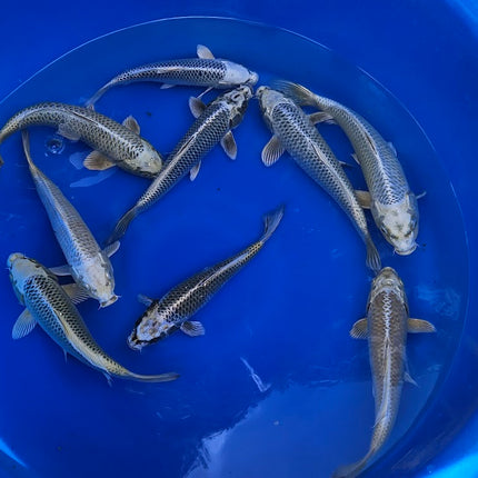 Imported Koi Fish 10-12" Metallic Mix