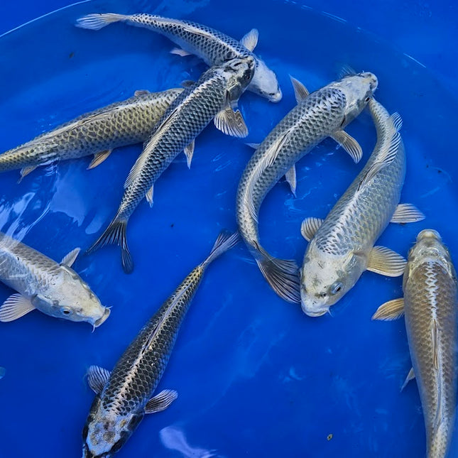 Imported Koi Fish 10-12" Metallic Mix