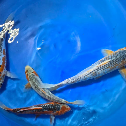 Imported Koi Fish 8" Shusui