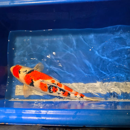 Imported Koi fish - Under 2 years old - JUMBO HQ 24" SAKAI Sanke (018)