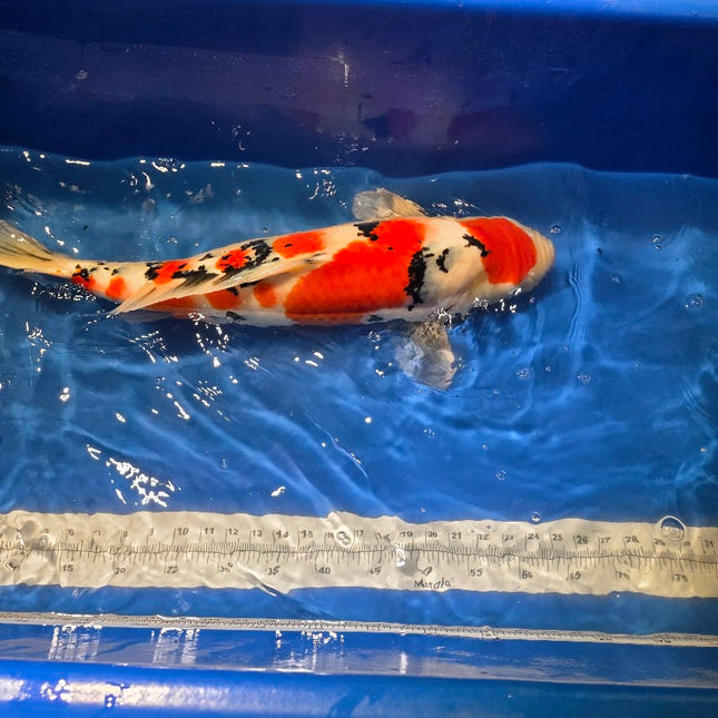 Imported Koi fish - Under 2 years old - JUMBO HQ 24" SAKAI Sanke (018)