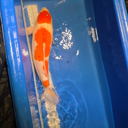 Imported Koi fish - Under 2 years old - JUMBO HQ 24" SAKAI Kohaku (003)