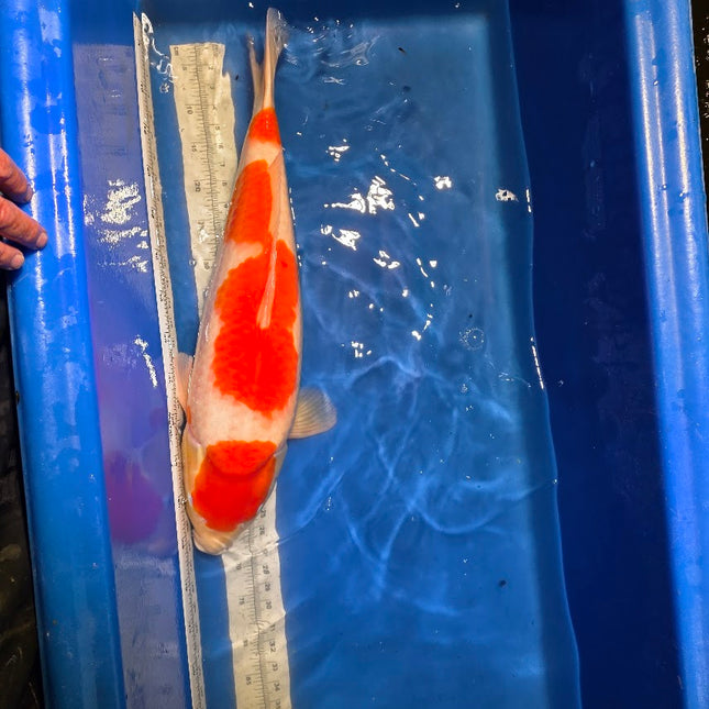 Imported Koi fish - Under 2 years old - JUMBO HQ 24" SAKAI Kohaku (003)