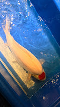 Imported Koi fish - Under 2 years old - JUMBO HQ 23" SAKAI Tancho Kohaku (006)