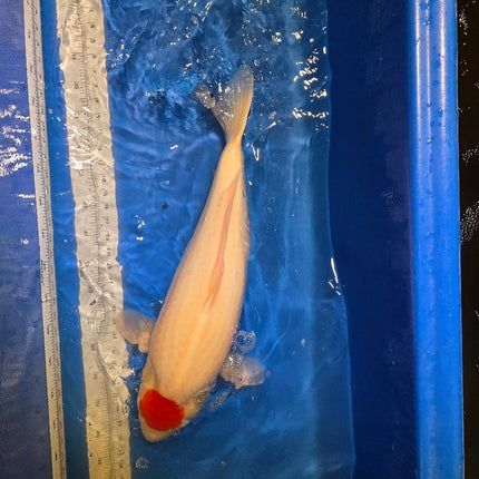 Imported Koi fish - Under 2 years old - JUMBO HQ 23" SAKAI Tancho Kohaku (006)