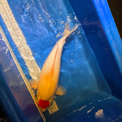 Imported Koi fish - Under 2 years old - JUMBO HQ 23" SAKAI Tancho Kohaku (006)