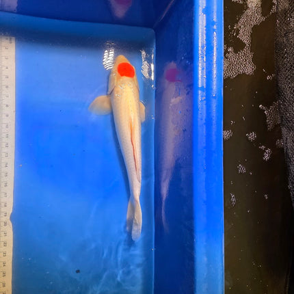 Imported Koi fish - Under 2 years old - JUMBO HQ 20" SAKAI Tancho Kohaku (178)