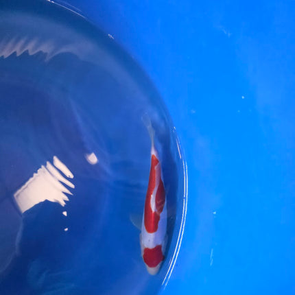 Imported Koi fish 7-8” Shinoda HQ Doitsu mix