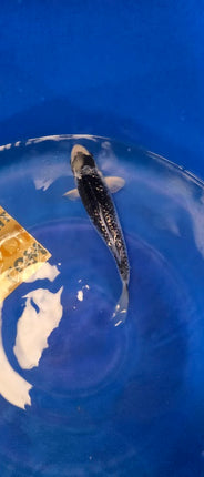 Imported Koi fish 10-13” Aokiya mix