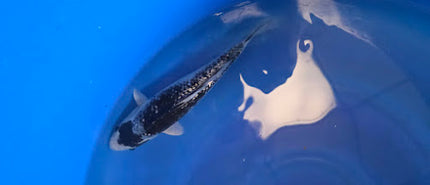 Imported Koi fish 10-13” Aokiya mix