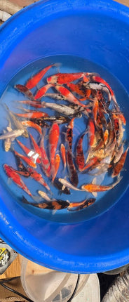 Imported Koi fish 5-6" Miyako mix