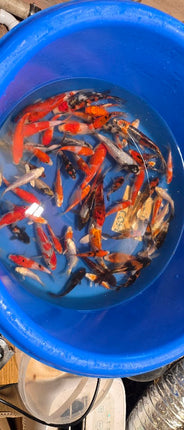 Imported Koi fish 5-6" Miyako mix