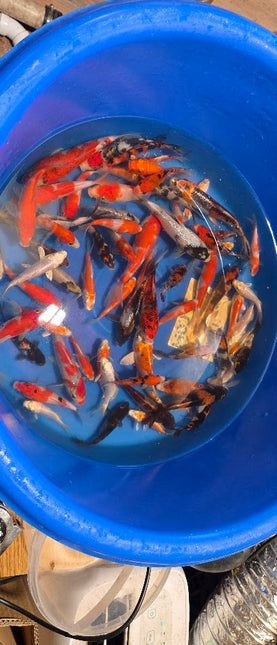 Imported Koi fish 5-6" Miyako mix