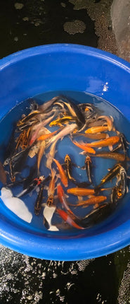 Imported Koi fish 5-6” Fukasawa mix