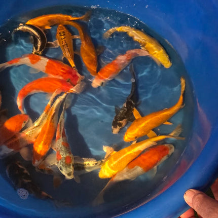 Imported Koi fish 6-8” Fukasawa mix
