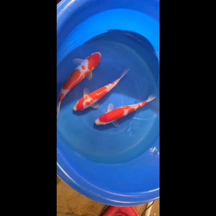Imported Koi fish 10-12” Izumiya Sanke and Kohaku mix