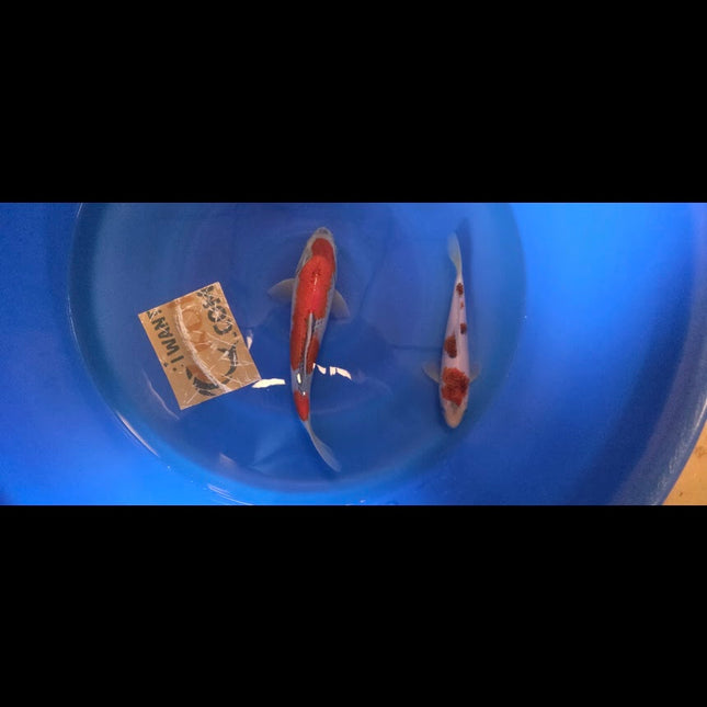 Imported Koi fish 12-13” Odakan HQ Goshiki