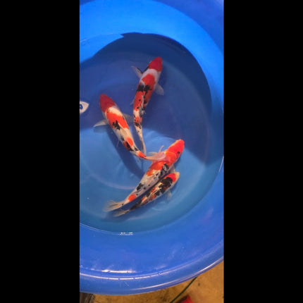 Imported Koi fish 10-12” Izumiya Sanke and Kohaku mix