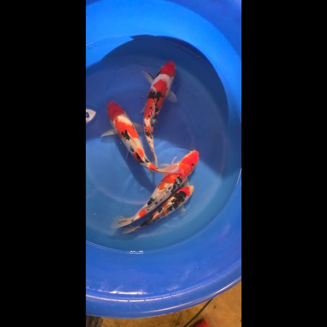 Imported Koi fish 10-12” Izumiya Sanke and Kohaku mix