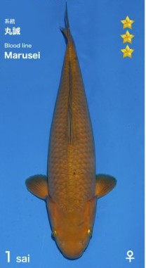 Imported Koi Fish - Marusei 21" Chagoi - Under 2 years old