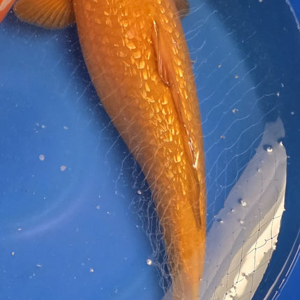 Imported Koi Fish - Marusei 22" Ginrin Chagoi - Under 2 years old