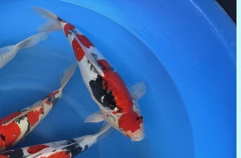 Imported Koi Fish - 18" Hiroi Doitsu Showa - Female